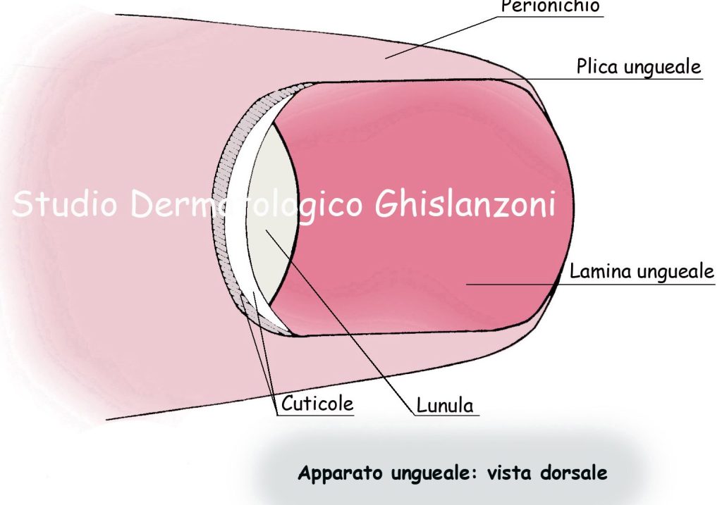 Qual è la funzione e l’utilità delle unghie nel corpo umano